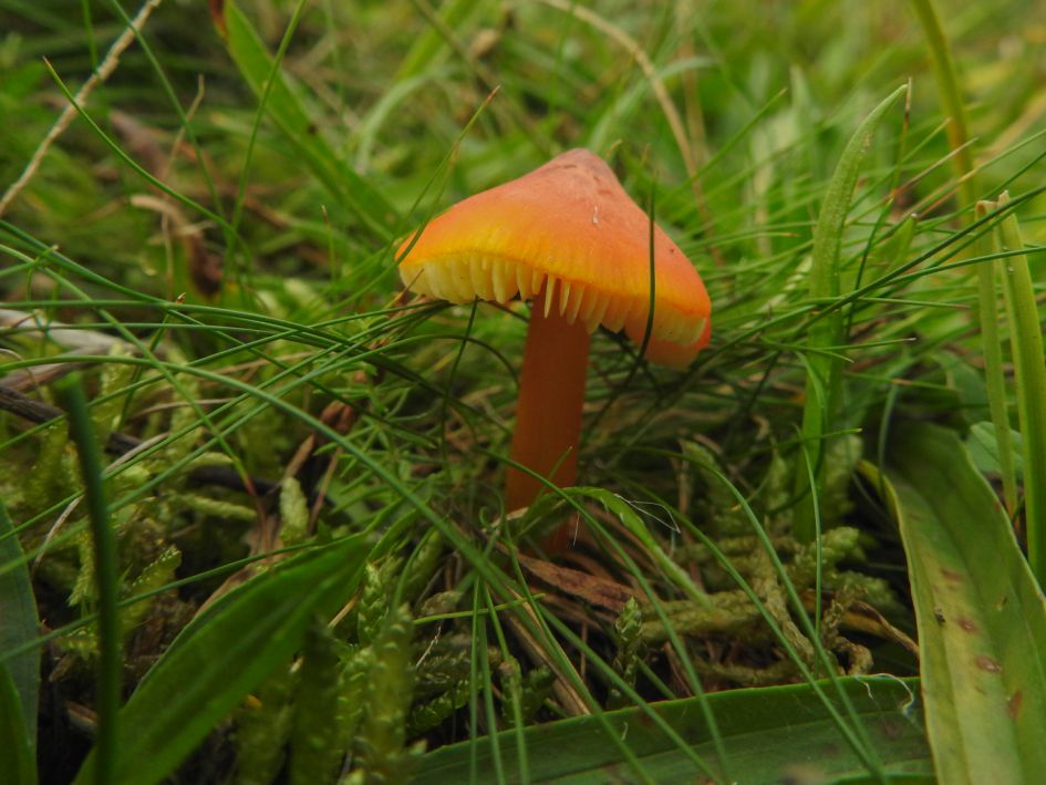 Oranje paddestoelraadsel